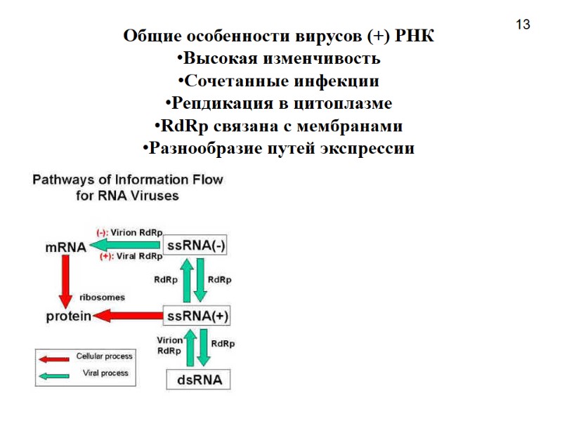 13 Общие особенности вирусов (+) РНК Высокая изменчивость Сочетанные инфекции Репдикация в цитоплазме RdRp